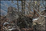 ¿un arbol subido a una roca?, bosques de Soto de Sajambre, León