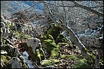 ¿árbol o roca?, bosques de Soto de Sajambre, León