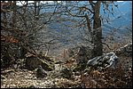 bosques de Soto de Sajambre, León