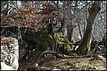 bosques de Soto de Sajambre, León