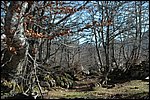 bosques de Soto de Sajambre, León