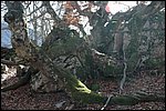bosques de Soto de Sajambre, León
