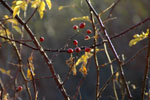 frutos de los bosques de Soto de Sajambre, León