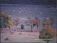 Praderas y bosques de hoja caduca, sin matorrales, ideal para pasear por el bosque sin rumbo, Navarra, Espaa