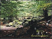 Te imaginas pasear por un bosque de enormes rboles, sin matorrales que te cierren el paso, con el suelo cubierto de un colchon de hojas y las rocas de musgo, eso es Urbasa, Navarra, Espaa