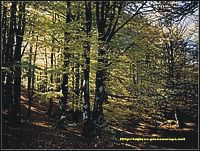 La luz filtrandose en un bosque de hayas tiene un aspecto melanclico y misterioso, Navarra, Espaa