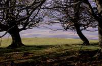 Junto a la Nacional I, entre Alava y Navarra hay una zona de bosque de excepcional belleza, una autentica selva de hayas y grandes praderas de hierba