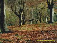 Urquiola, Pais Vasco, bosque de hayas