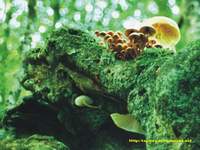 Urquiola, Pais Vasco, bosque de hayas