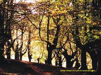 Urquiola, Pais Vasco, bosque de hayas