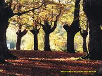 Urquiola, Pais Vasco, bosque de hayas