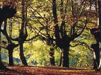 Urquiola, Pais Vasco, bosque de hayas