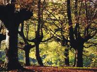 Urquiola, Pais Vasco, bosque de hayas