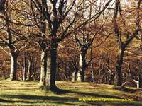 Urquiola, Pais Vasco, bosque de hayas