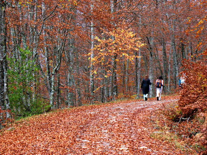 Bosques de Posada de Valden (Len)