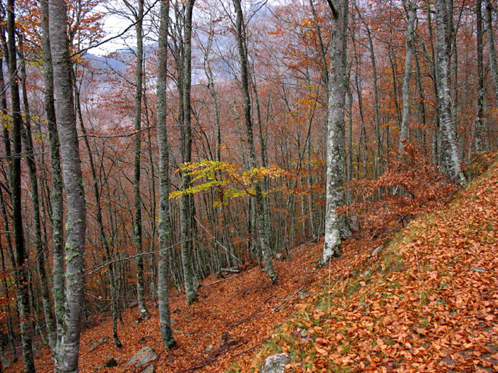 De Panderruedas a Posada de Valdeón, Valdeón, Macizo Occidental de Picos de Europa, León