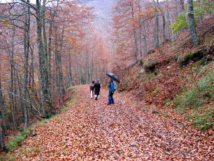 Bosques de Posada de Valden (Len), en la pista que une el Puerto de Panderruedas con Posada de Valden.