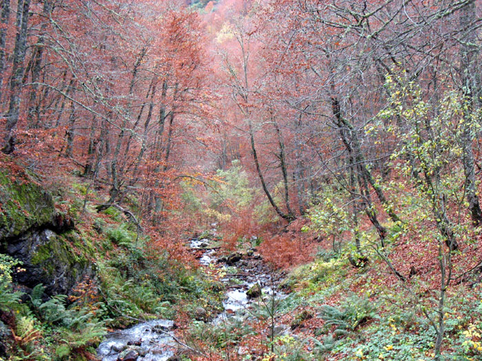 Bosques de Posada de Valden (Len).