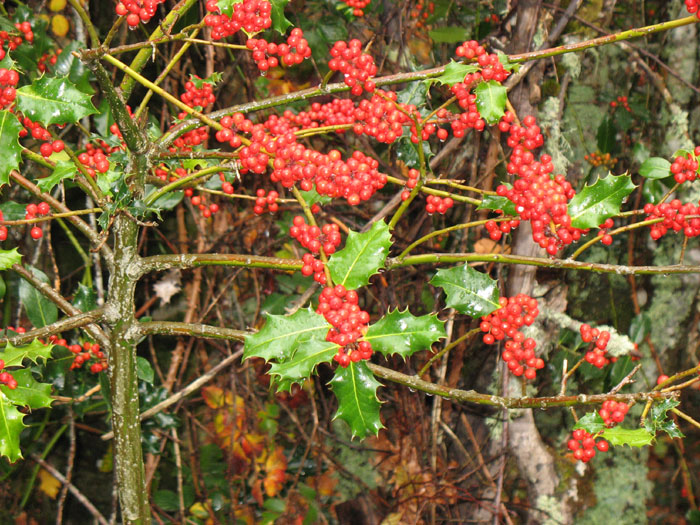 Acebo, Posada de Valden (Len).