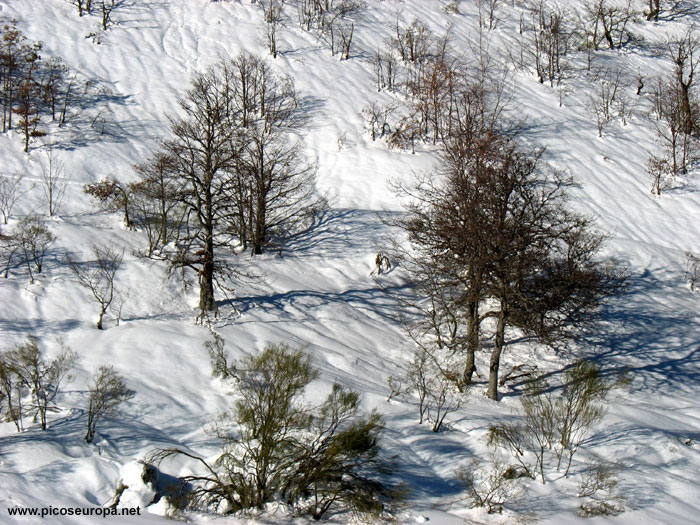 Foto: El bosque en las cercanias de la Majada de Montó, Valdeón, Picos de Europa, León