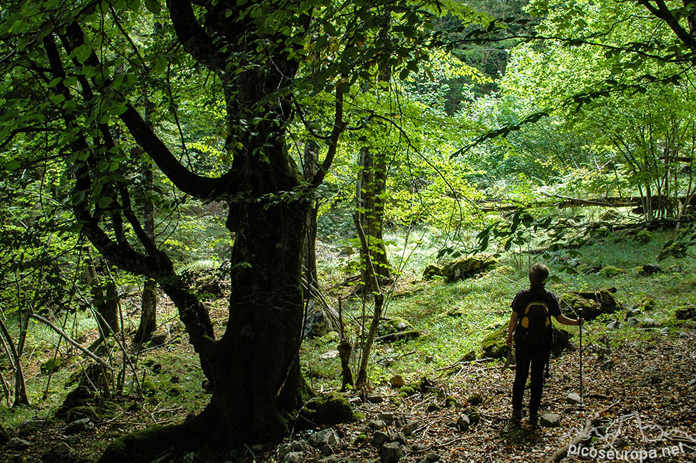 Bosque Corona, Picos de Europa, León, España