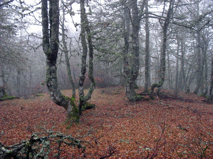El bosque al comienzo de la ruta en Panderruedas, Valdeón, Picos de Europa, León