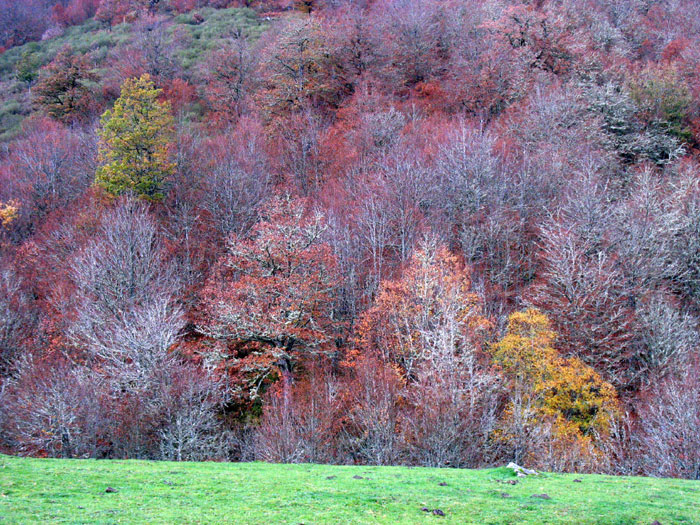Bosque en las proximidades del camino de Panderruedas a Posada, Valdeón, Picos de Europa, León