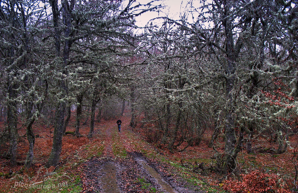 Bosque Puerto de Panderruedas