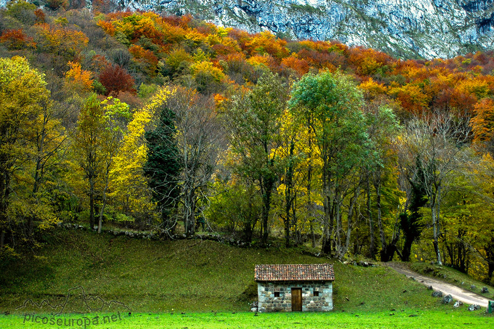 Bosque de Corona en la ruta Posada de Valdeón a Cain, Picos de Europa, León, España